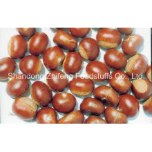 New Crop Chinese Fresh Chestnut